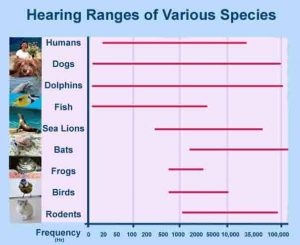 White, Pink, and Brown Noise: What's the difference? – Sound of Sleep